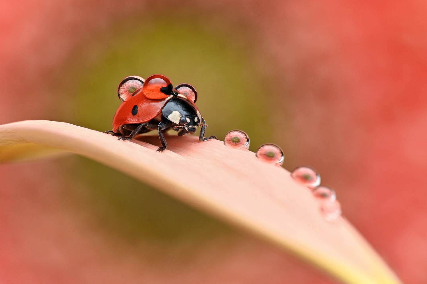 ceclii, macro, Tsvetan Ganev