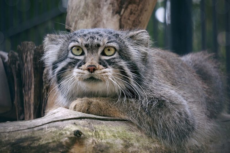 Манул. фото превью