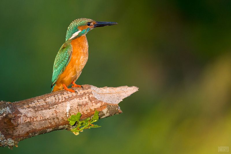 Зимородок фото превью