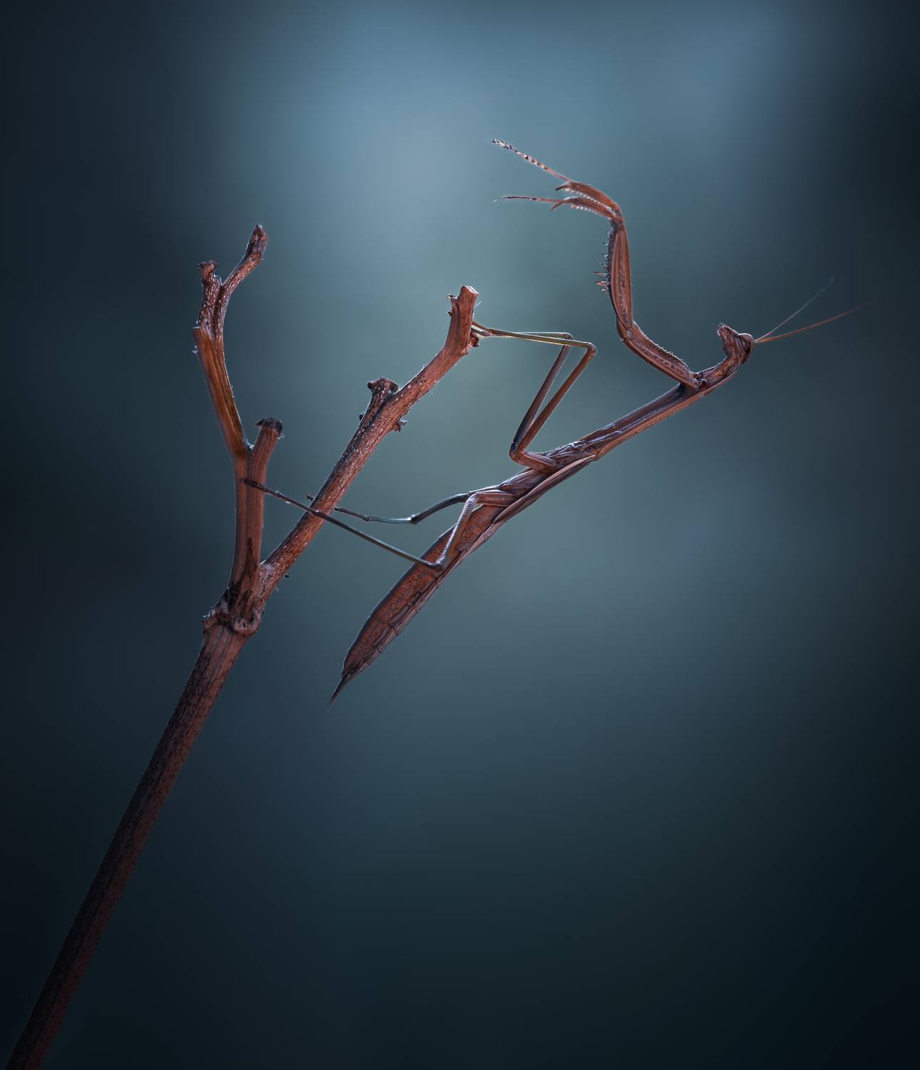 mantis, praying mantis, insect, bug, macro, branch, sunset, nature, wild, moody, dusk,, Atul Saluja