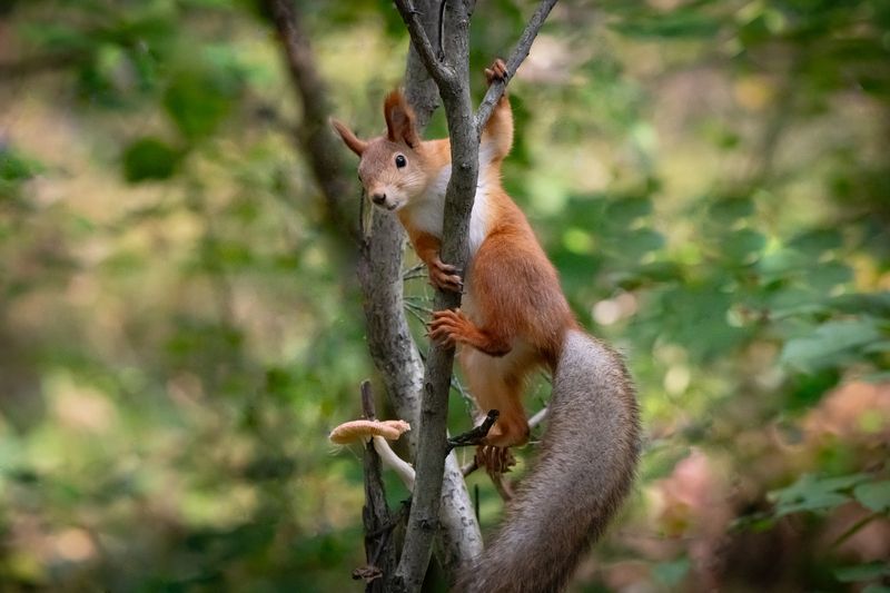 белка, запасы, грибы На страже грибной тропы фото превью