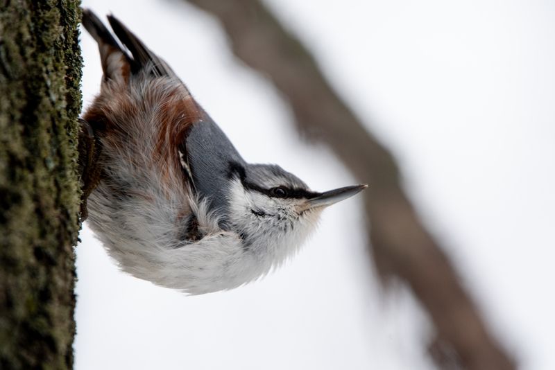 Поползень / Sitta europaea / Eurasian nuthatch фото превью