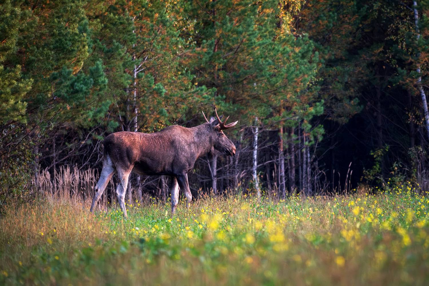 , Бодрягин Виталий
