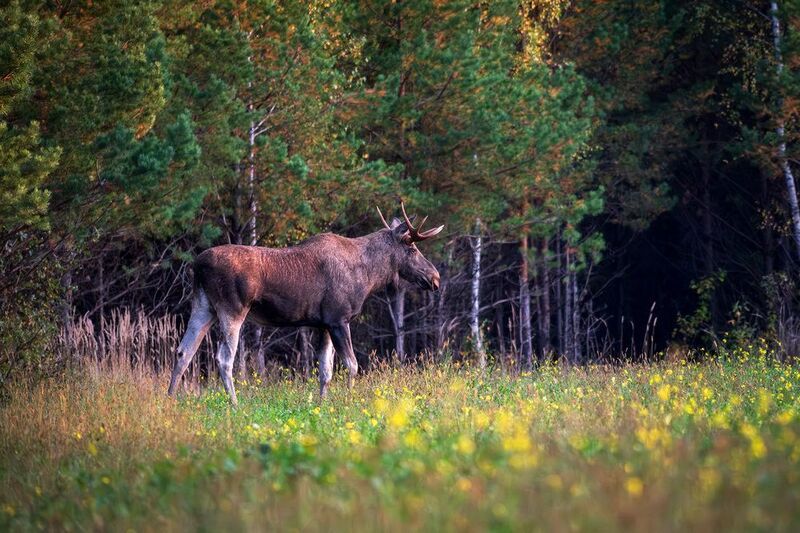 фото превью
