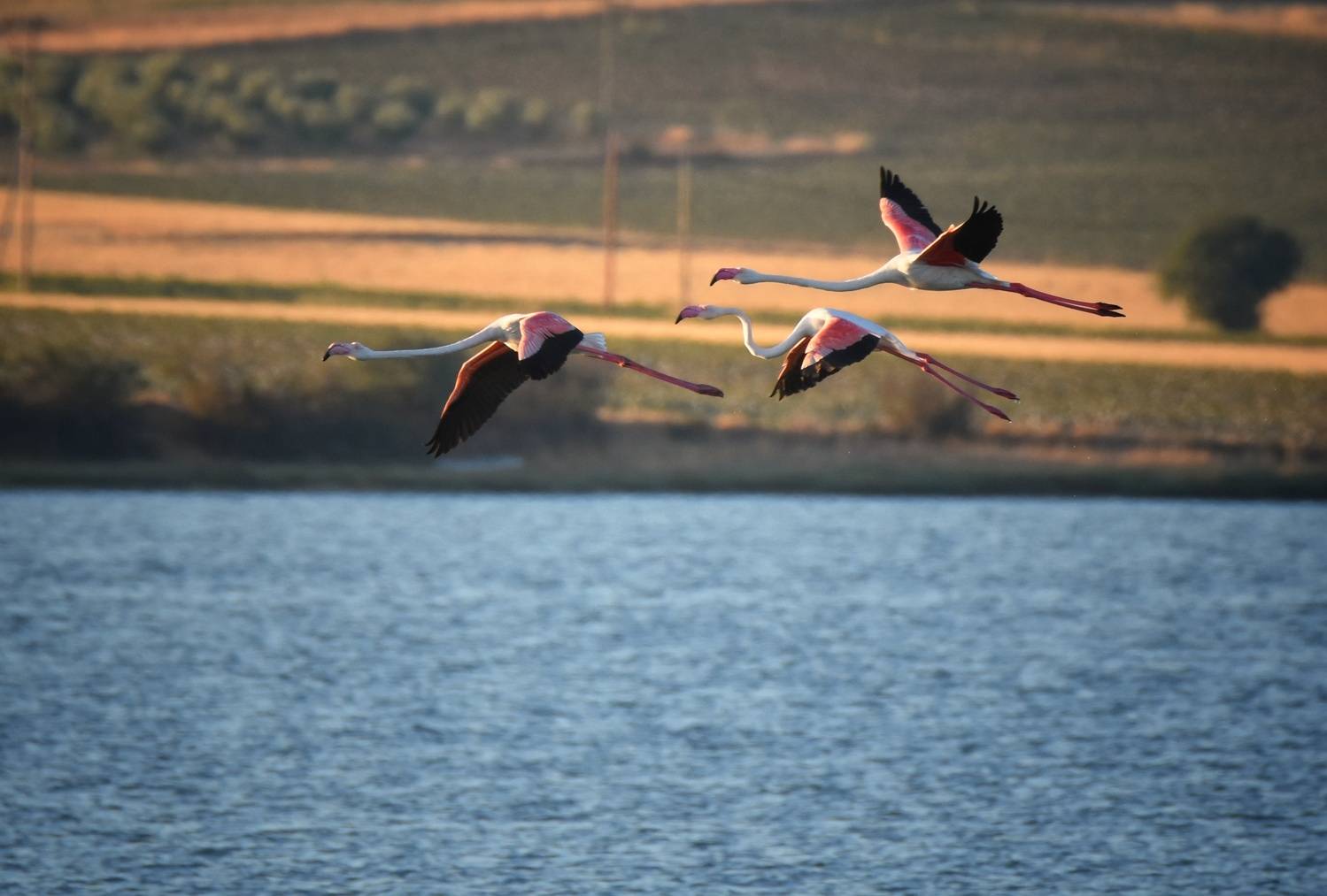 , Герчев Николай