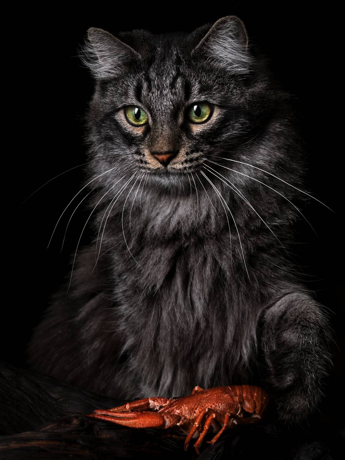 cat#котик, Evgeniy Savikov