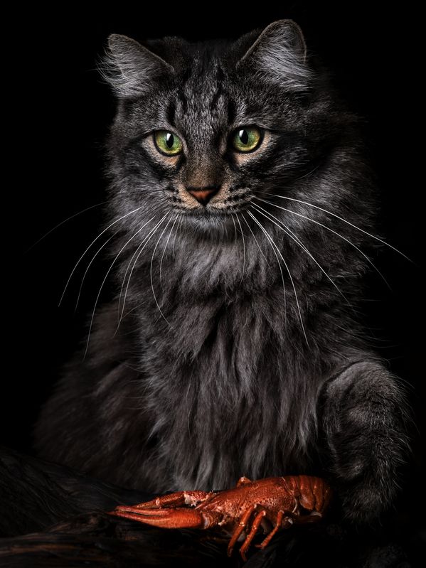 cat#котик Назад нельзя..... фото превью