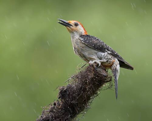 Red-bellied Woodpecker, male -Каролинский меланерпес