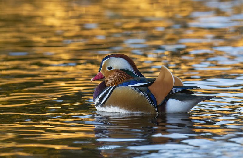Мандаринка в золоте :) фото превью