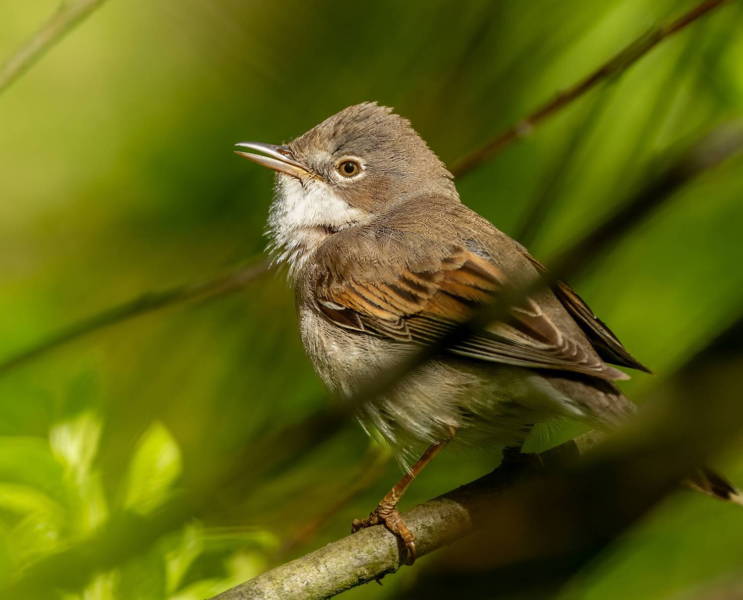 , Дэм Константин