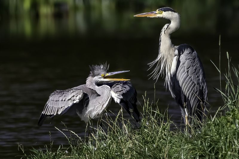 птица, цапля, птенец Капризный ребёнок фото превью