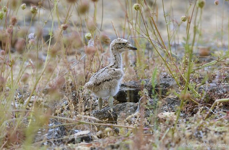 Малыш авдотки фото превью