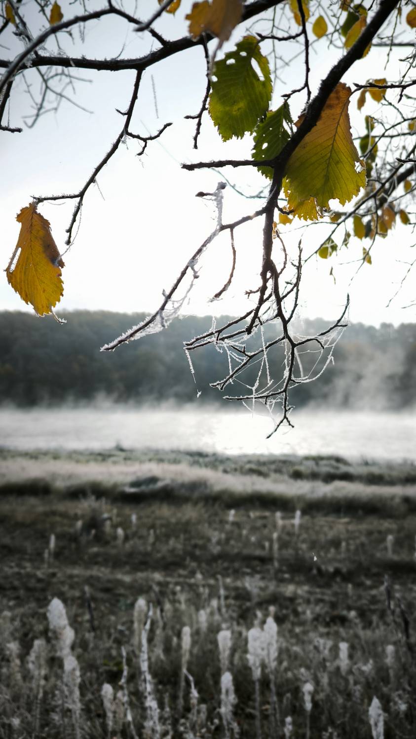 пейзаж. утро., Лариса Белякова