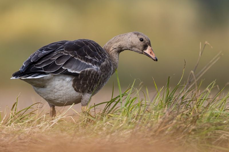 гусь, белолобый гусь, птицы Молодой белолобый гусь фото превью