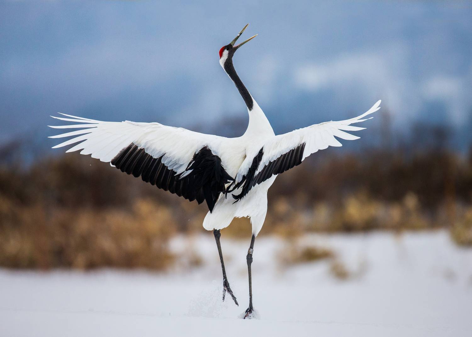 , Гудков Андрей