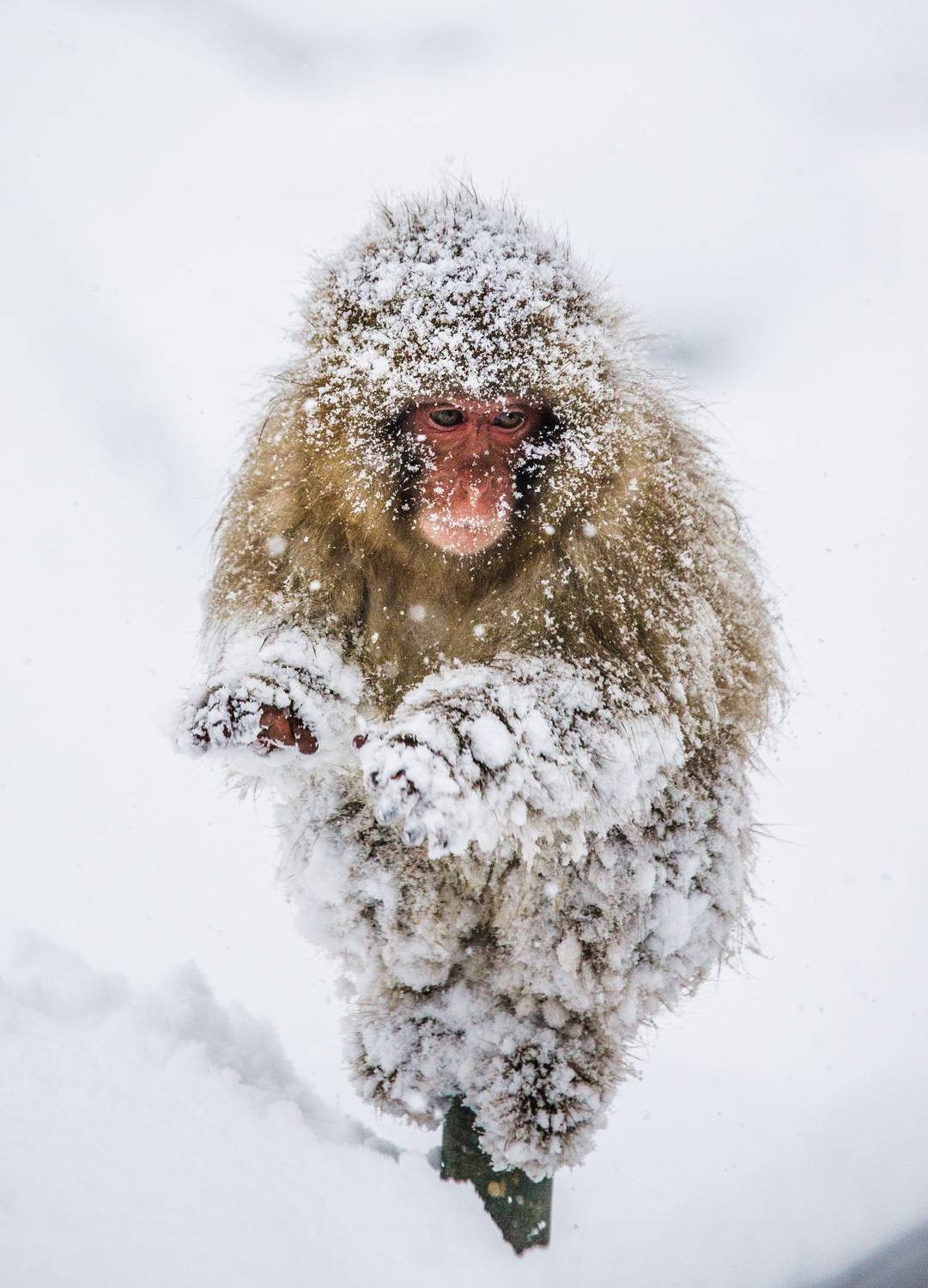, Гудков Андрей