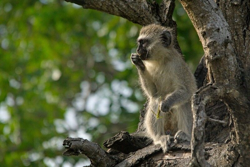 африка  Обед фото превью