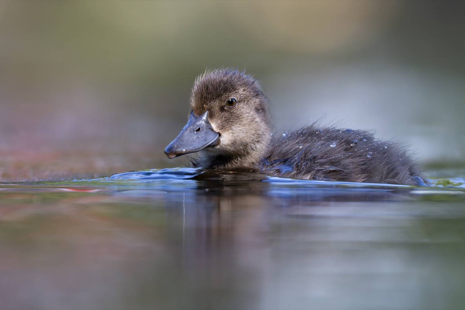 хохлатая чернеть, утка, нырок, птицы, пруд, утенок, Ruslan Pl