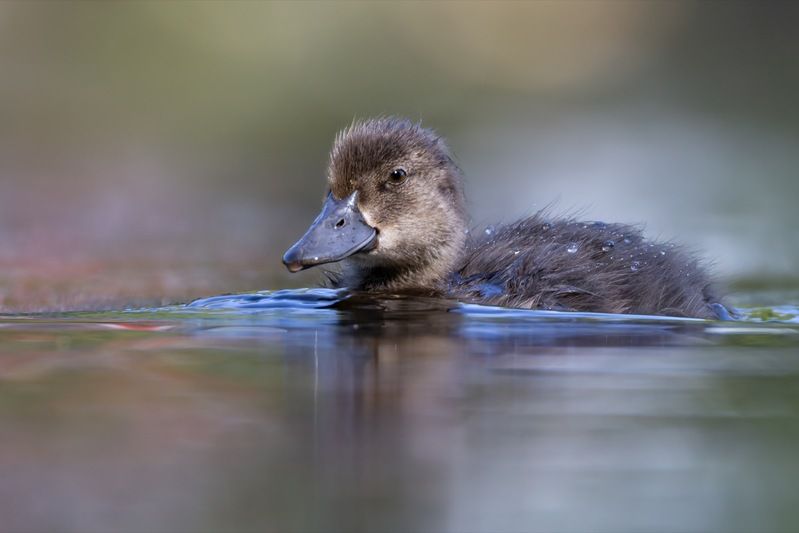 хохлатая чернеть, утка, нырок, птицы, пруд, утенок Утенок хохлатой чернети фото превью