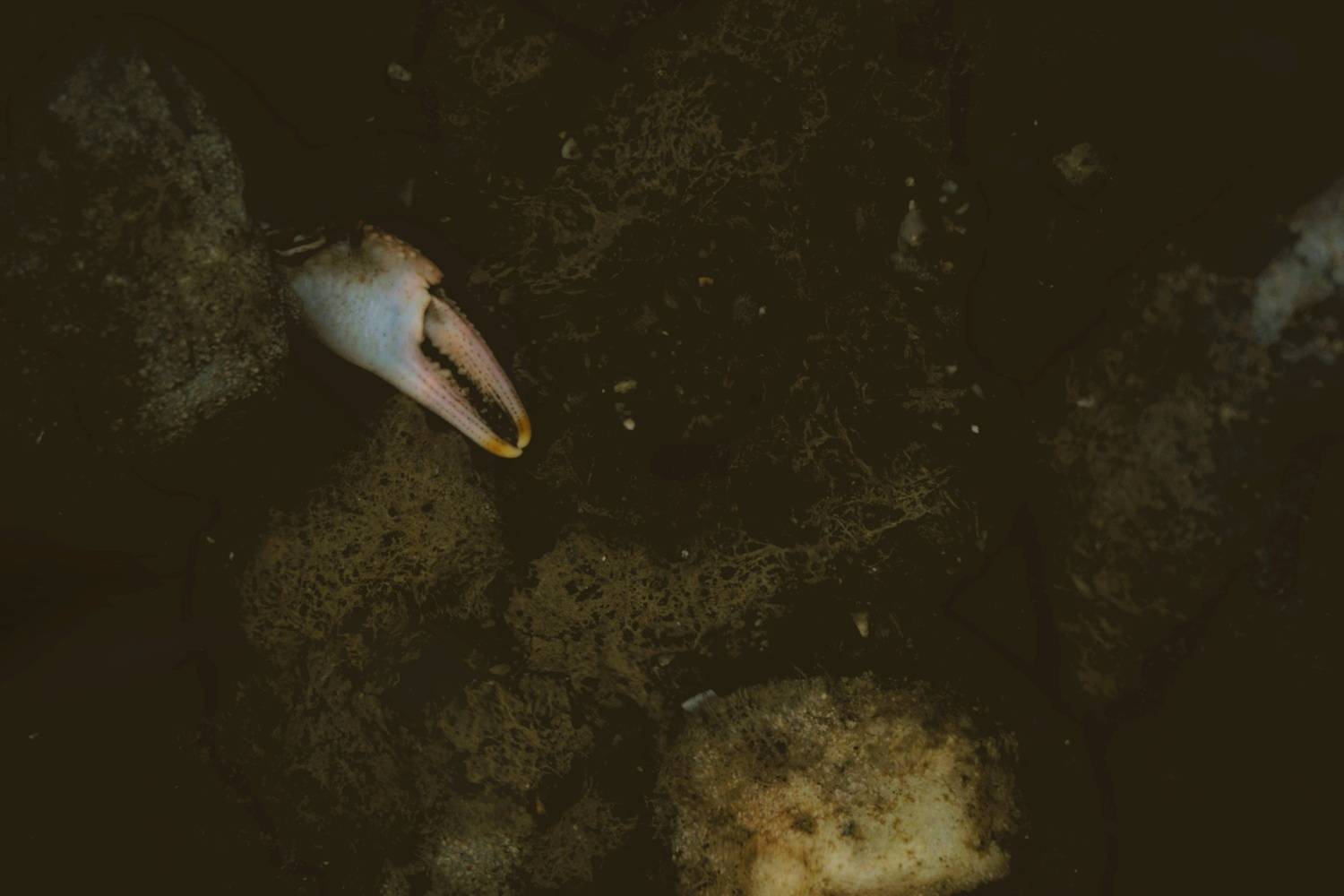 art, Seyed Homayoun Hosseini