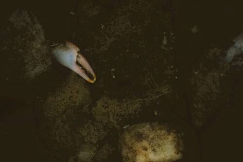 Death