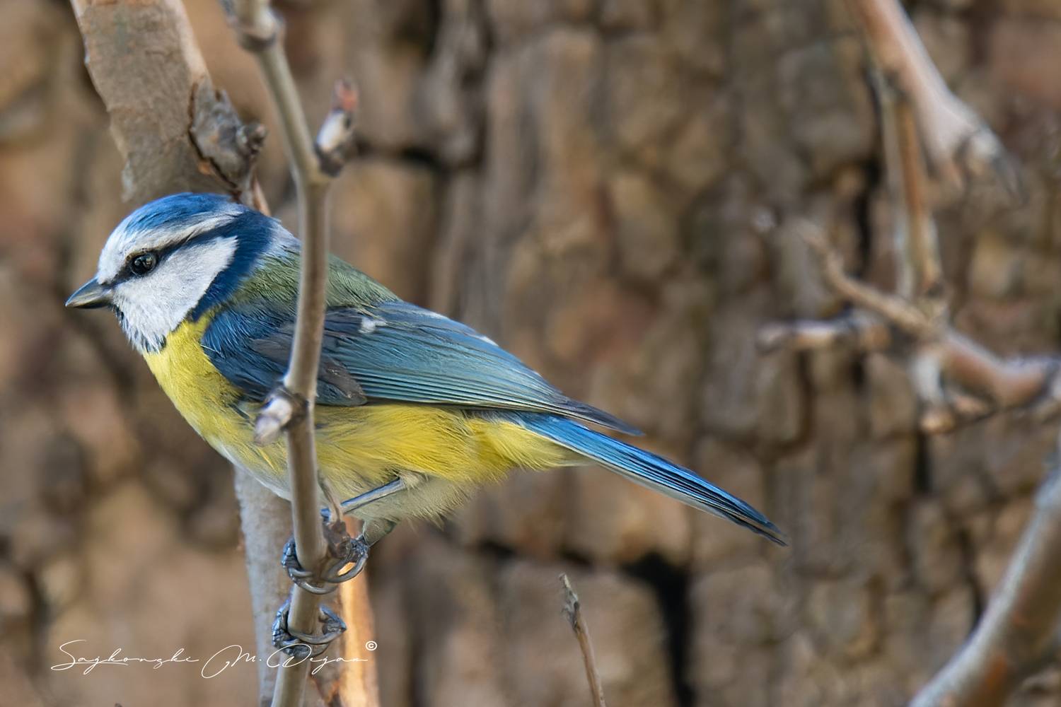 birds, Sajkovski Dejan