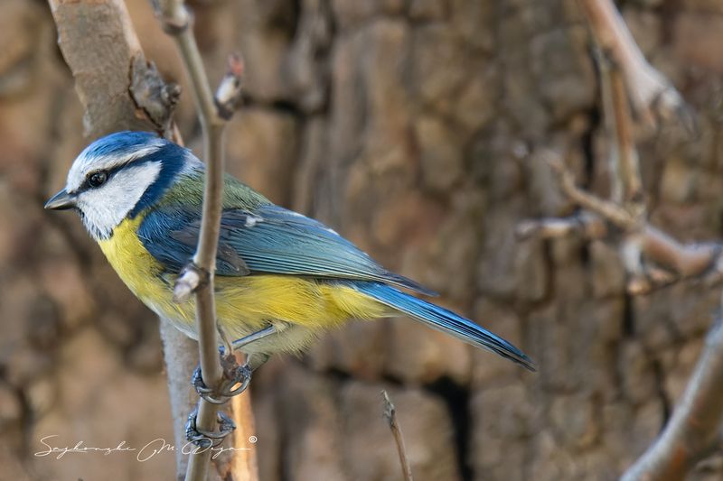 birds Nature | Wildlife Photography | Adventure фото превью