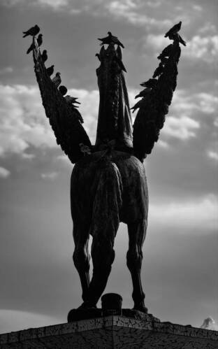 Pigeons vs Pegasus