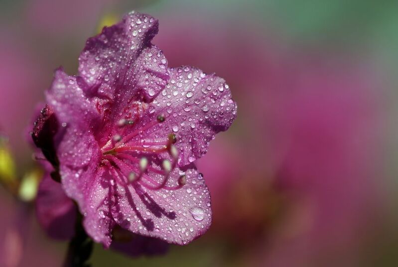 рододендрон фото превью