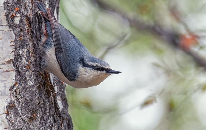 птица, поползень, Поползень (2 ФОТО) фото превью