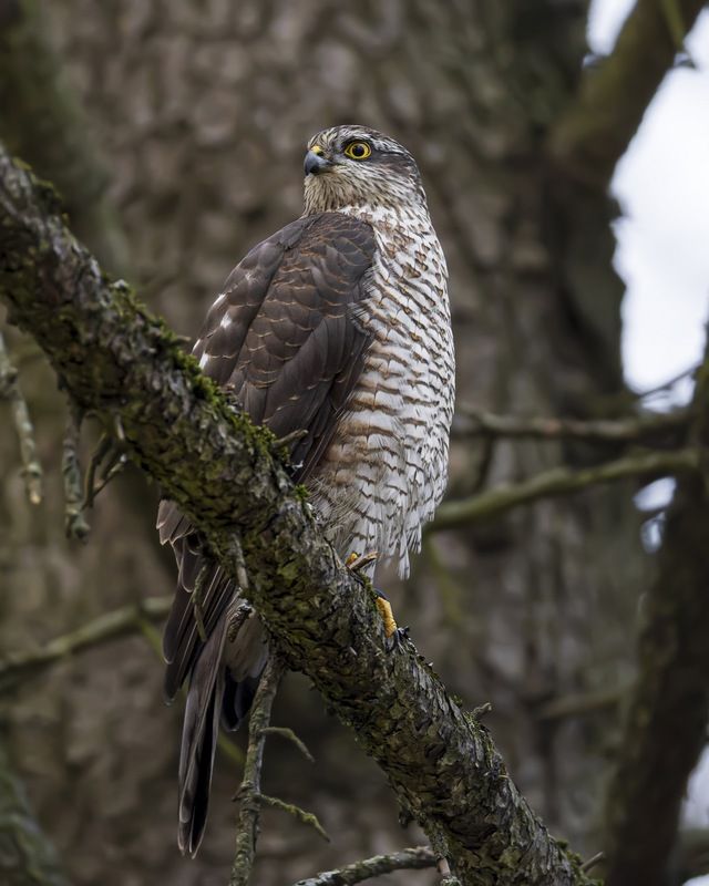 ястреб-перепелятник, ястреб, перепелятник, птицы Ястреб-перепелятник фото превью