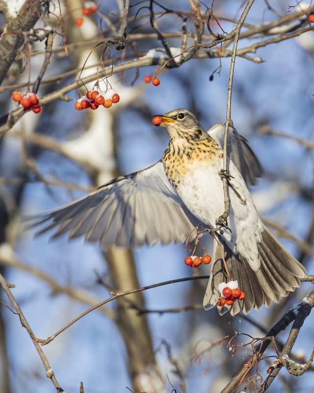 рябина, дрозд, рябинник, птицы Рябинник фото превью