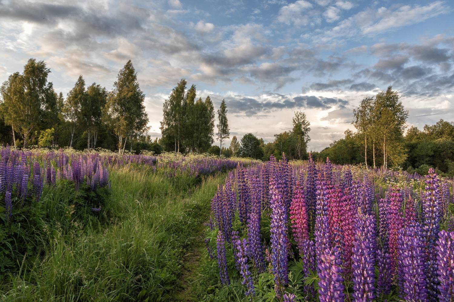 люпины, поле, березы, закат, Татьяна Феденкова