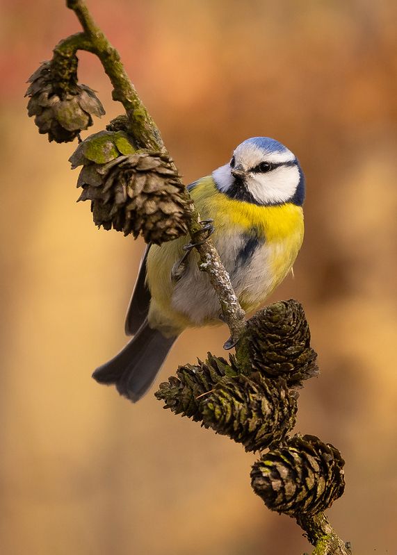 Titmouse фото превью