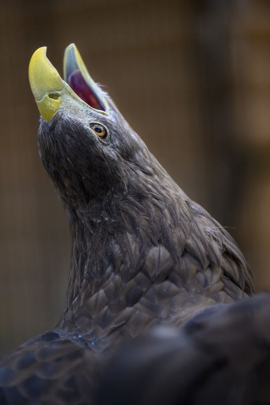 Вскормленный в неволе орлан пожилой фото превью
