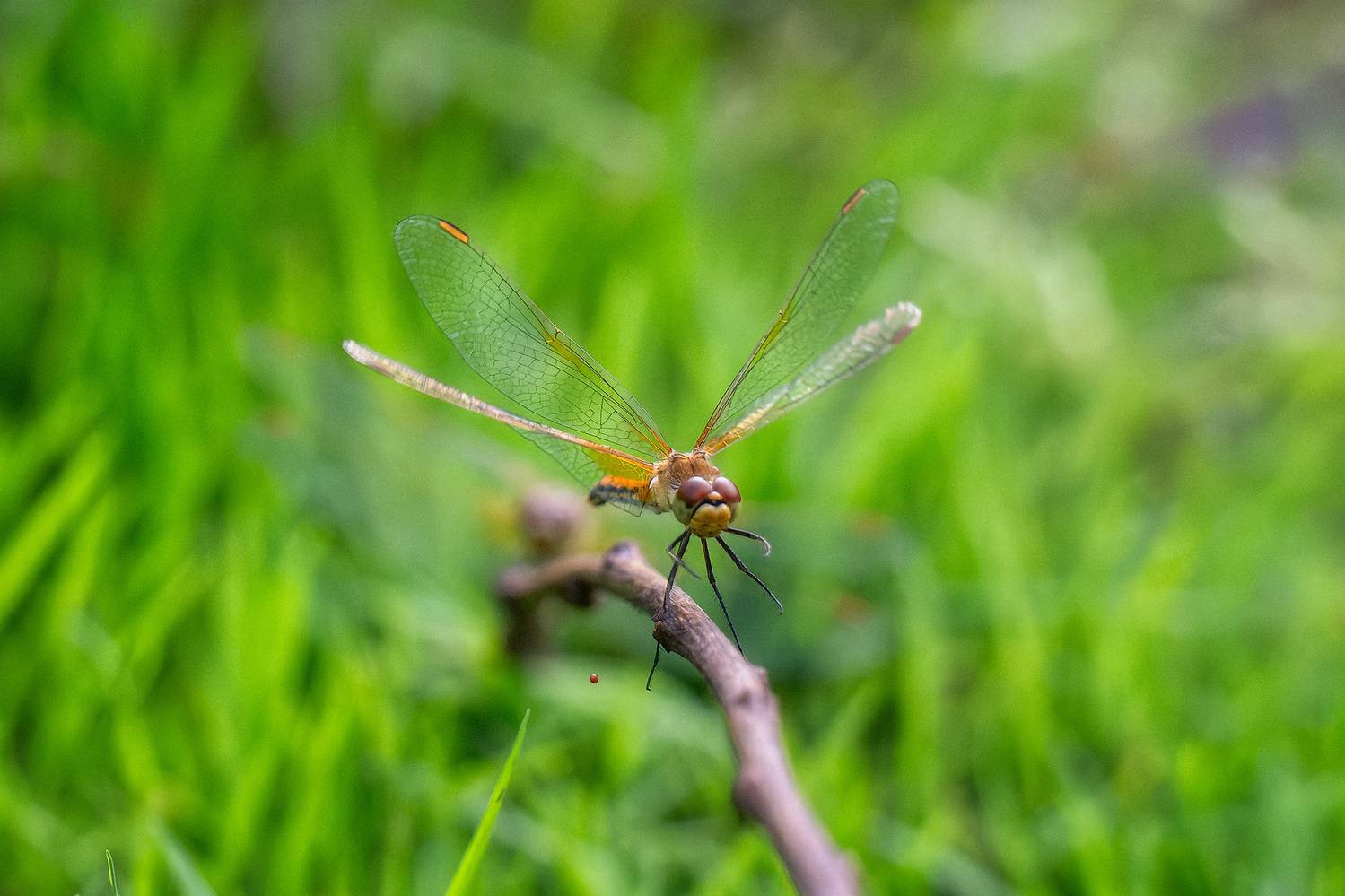 , Кузнецов Кирилл