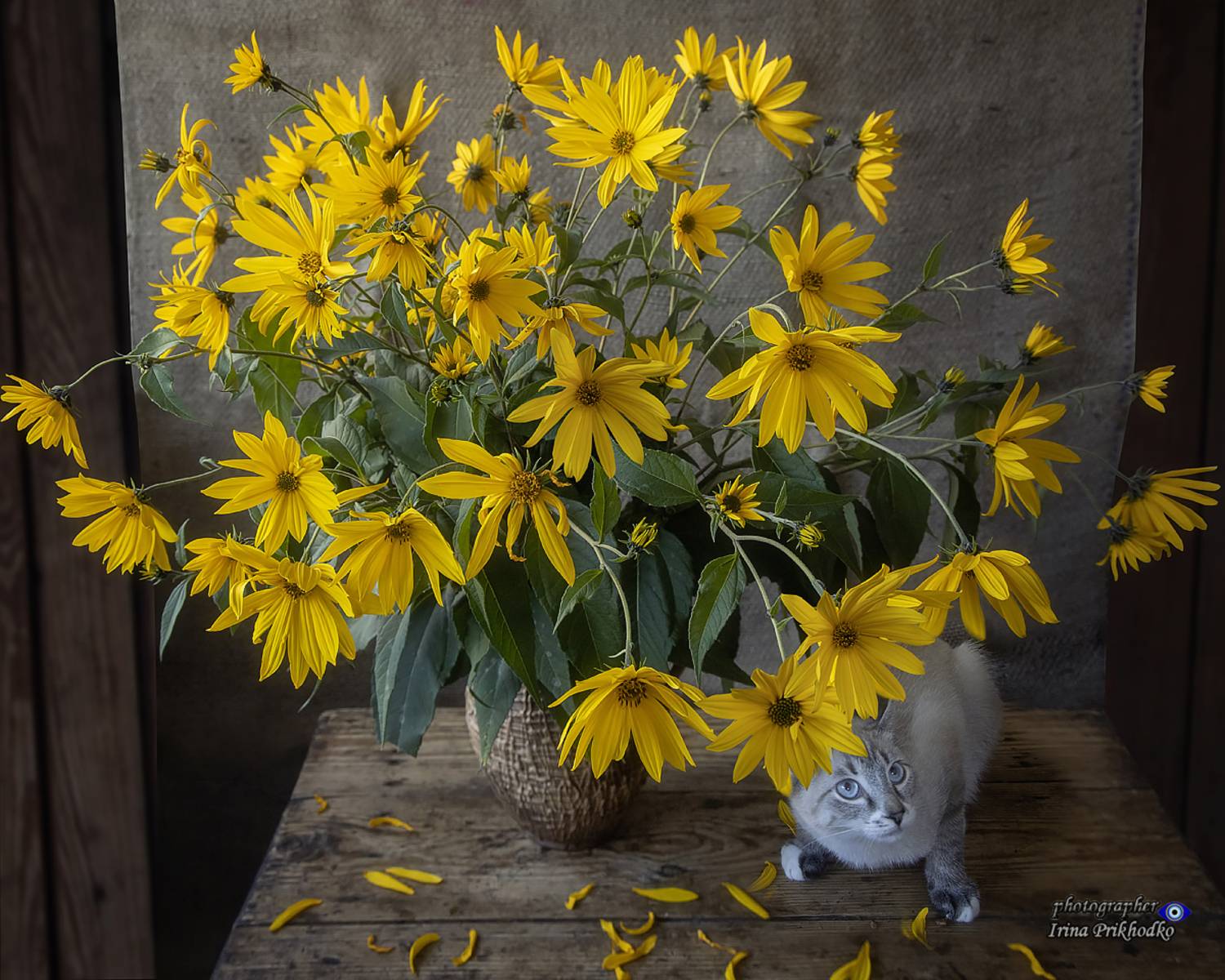 букет, цветы, деревенский стиль, котик, питомцы, Приходько Ирина