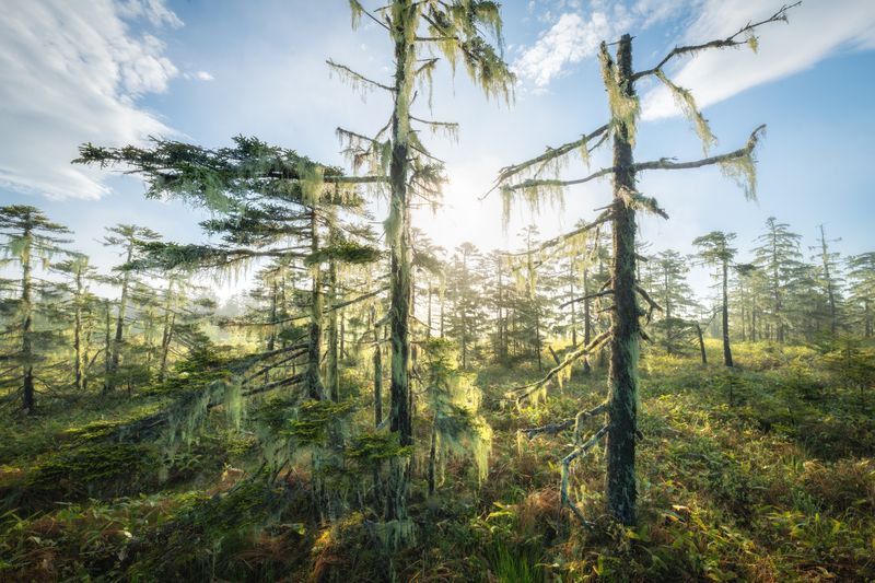 курилы \\ фото превью