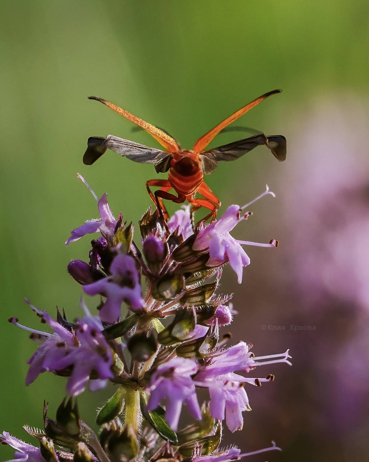 жук-пожарник, макро, macro, Ершова Юлия