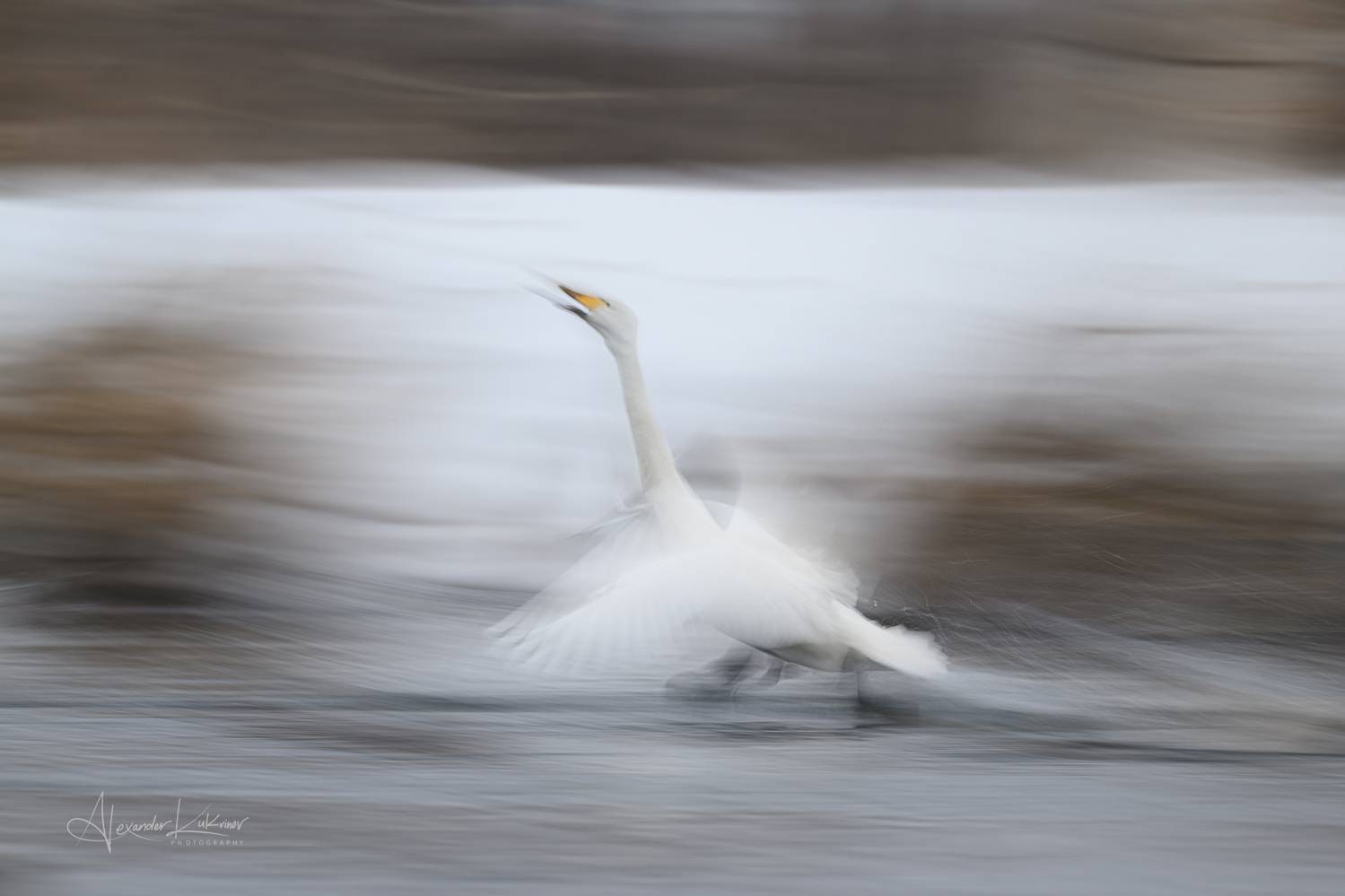 лебеди,утро,мороз,алтай, Александр Кукринов