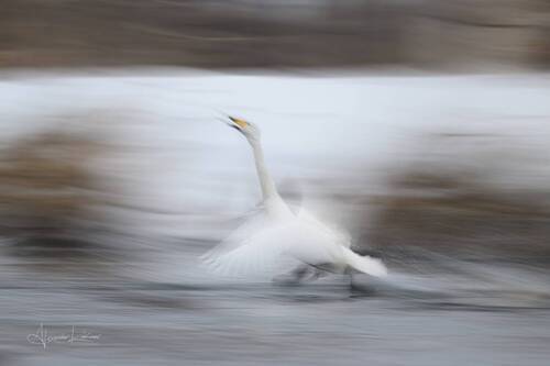 Песнь весны...