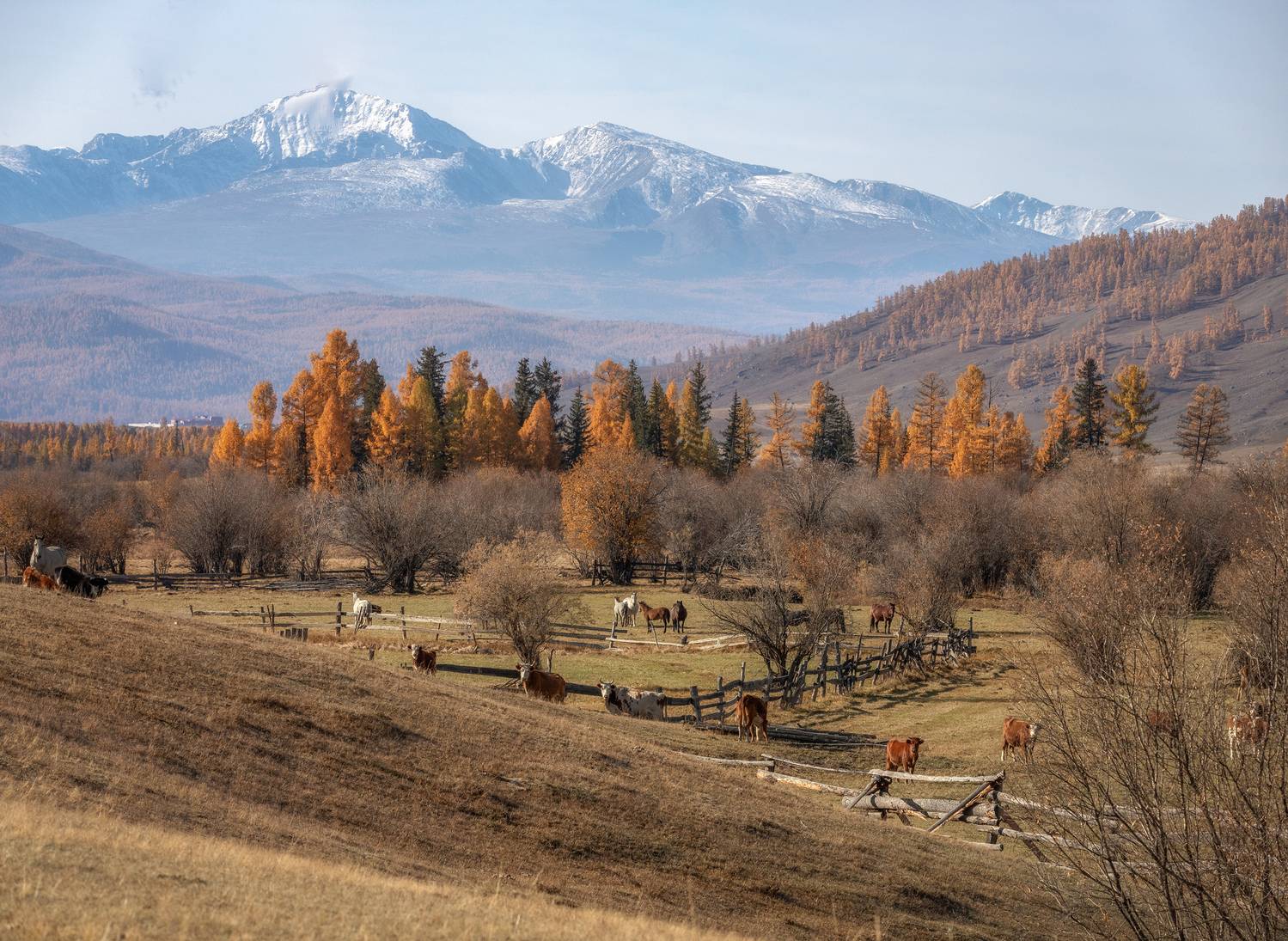 Алтай, Гусева Елена