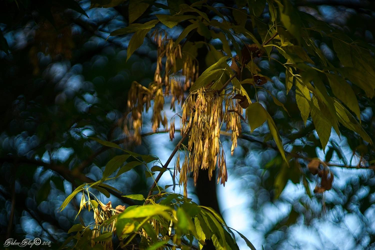 , Орлов Олег