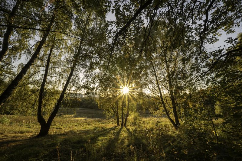 Москва, усадьба Строгановых в Братцево, закат Московская осень фото превью