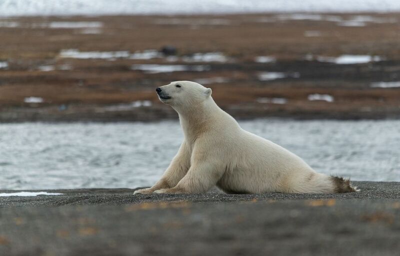 чукотка, арктика, медведь белый, медведь полярный, медведь морской Мишки... фото превью
