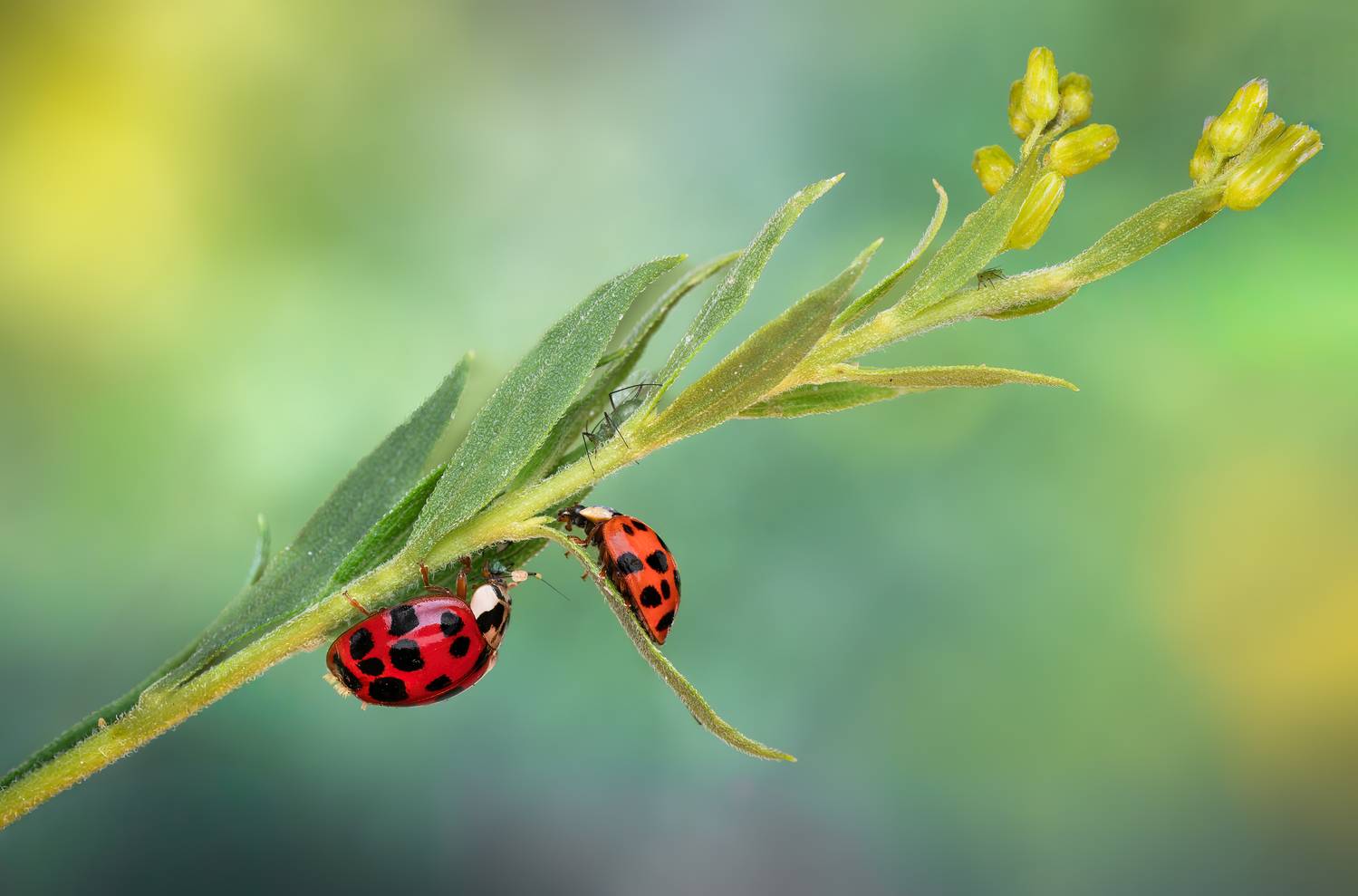 ladybug, beetle, insect, flower, macro, bugs, ladybird,, Atul Saluja