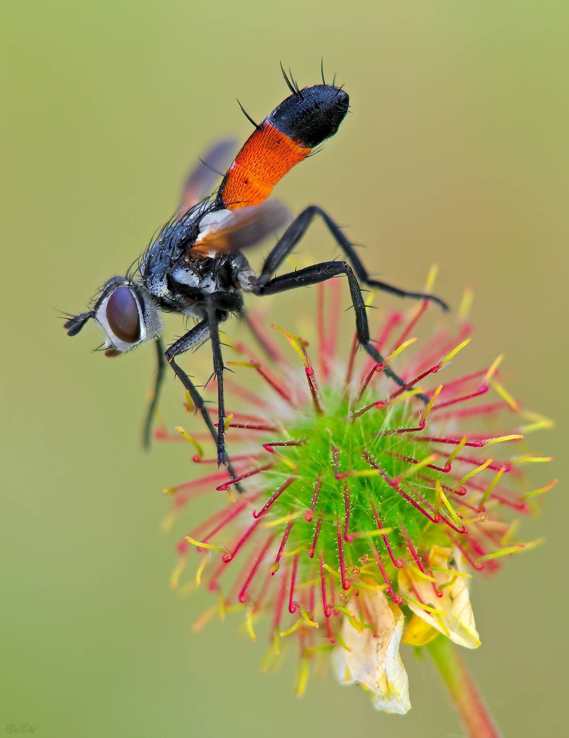 ежемуха цилиндромия гвоздичный корень, Чи. Анатолий