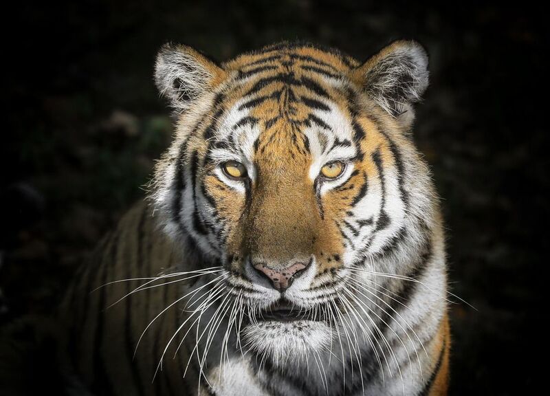 eyes of the tiger фото превью