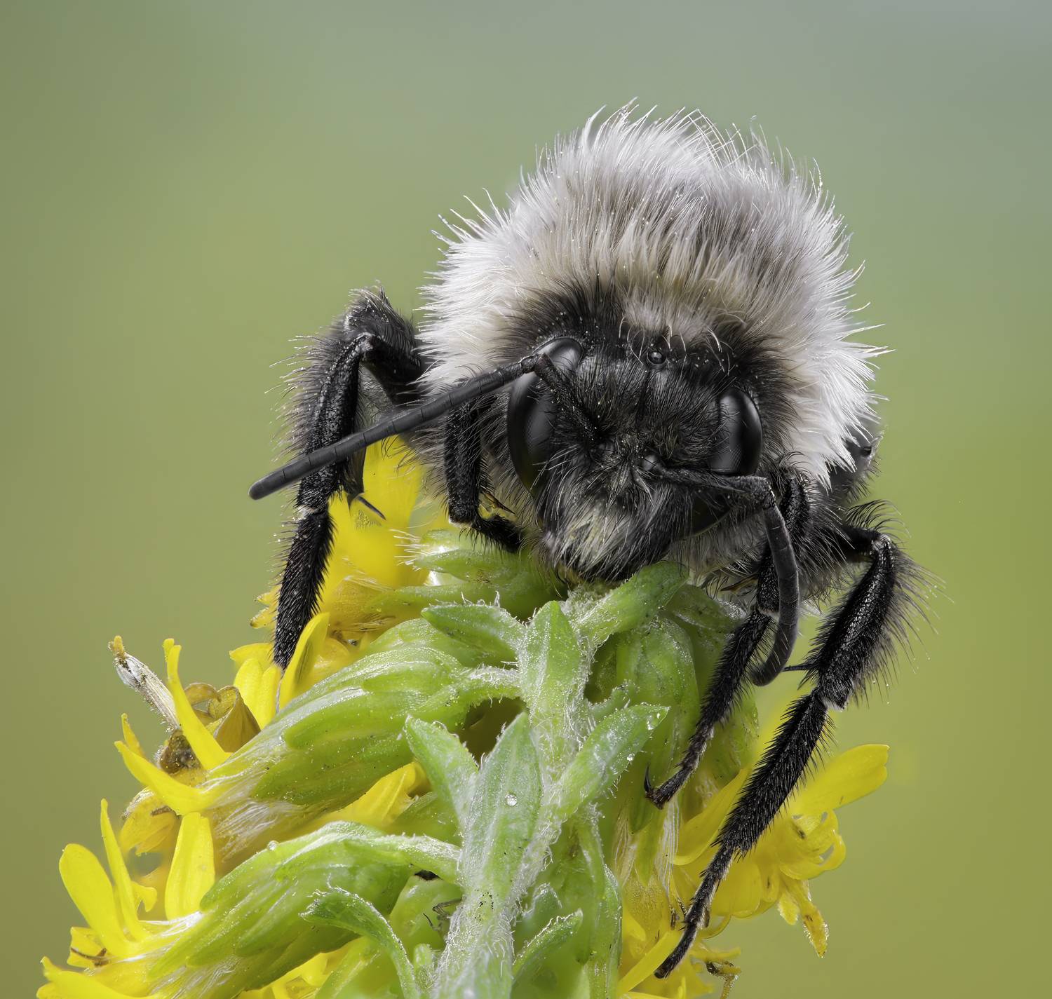 bee, bumblebee, insect, fall, autumn, stink bug, macro, leaves, season, seasons, camouflage, camouflaged, flower, floral, pink, Atul Saluja