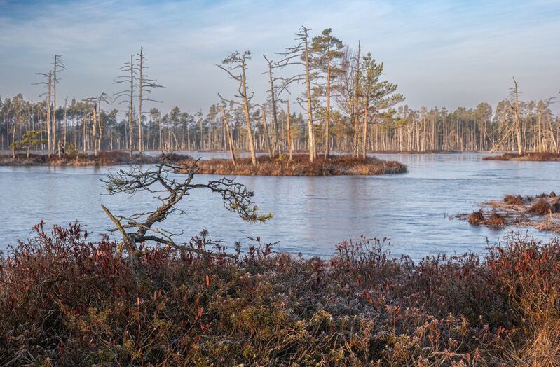 Утро на болоте фото превью